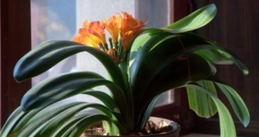 君子兰的开花时间及养护技巧(了解君子兰的开花周期)