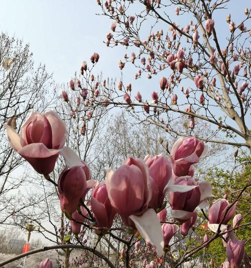 紫玉兰的花语与寓意(传递希望与坚韧的紫玉兰) 紫玉兰的花语与寓意(传递希望与坚韧的紫玉兰)