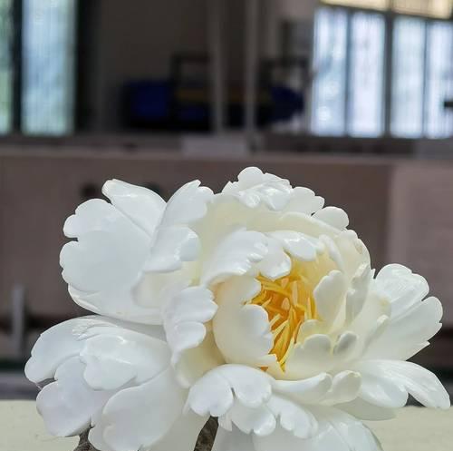 贝壳花的花语与含义（贝壳花）