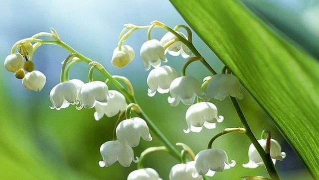 贝壳花的花语与含义（贝壳花）