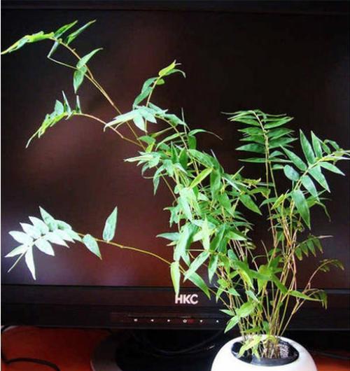 竹子（崇高）