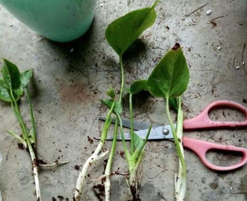 红掌开完花怎么养（细节决定养护成败）