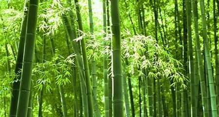 竹子（崇高）