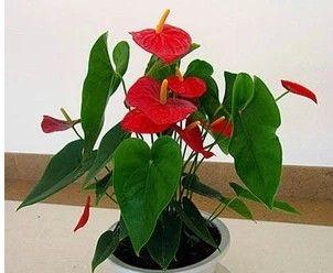 红掌开完花怎么养（细节决定养护成败）