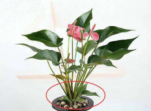 红掌开完花怎么养（细节决定养护成败）