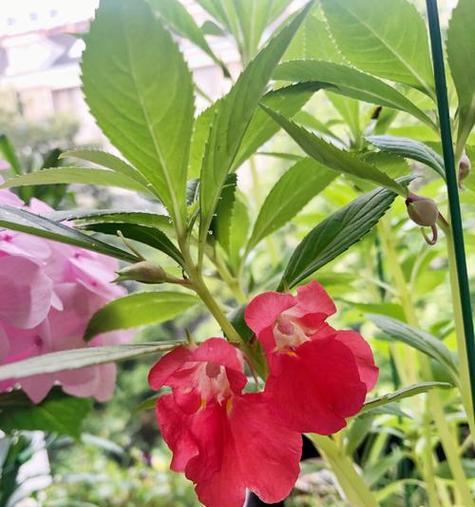 打造美丽花园，从养护凤仙花开始（凤仙花好养吗）
