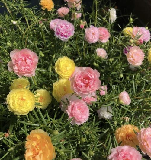 以太阳花与阳光般的希望（探寻以太阳花的花语含义）