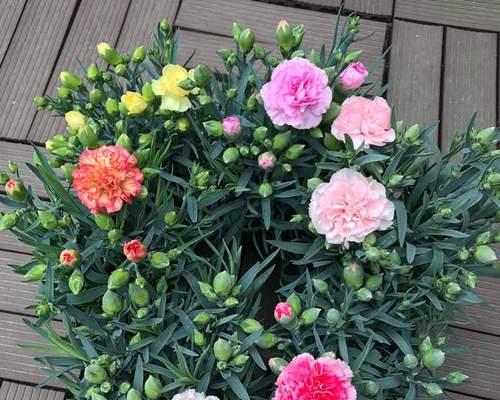 康乃馨不开花的原因（探究康乃馨不开花的根本原因与解决方法）