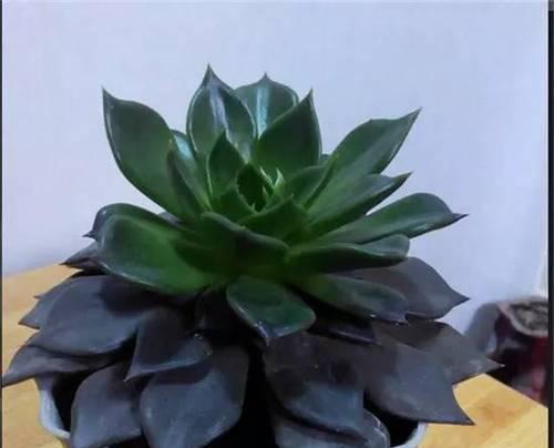 黑王子开花后的管理方法(掌握这些技巧)