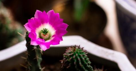 仙人掌开花（探寻仙人掌开花的奥秘与象征意义）