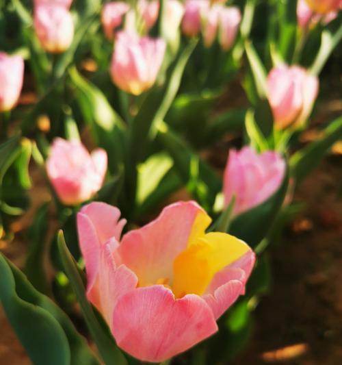 郁金香花语与寓意（传递真情的花束）