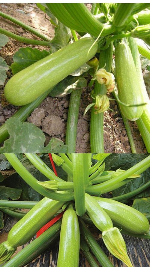 西葫芦,夏日的清爽美味(品尝清爽美味) 西葫芦,夏日的清爽美味(品尝清爽美味)
