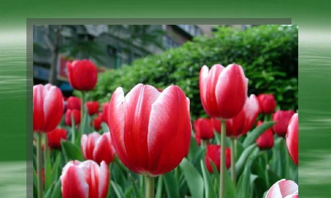 郁金香花语与寓意(传递真情的花束) 郁金香花语与寓意(传递真情的花束)