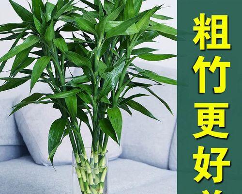 竹子的象征意义(探寻竹子在文化中的重要地位与意义) 竹子的象征意义(探寻竹子在文化中的重要地位与意义)
