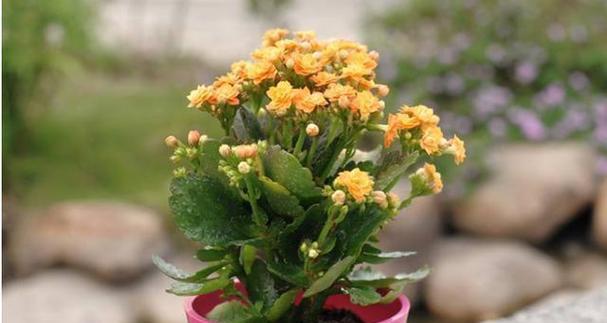 广东冬天适合养什么花（解读广东冬季花卉）