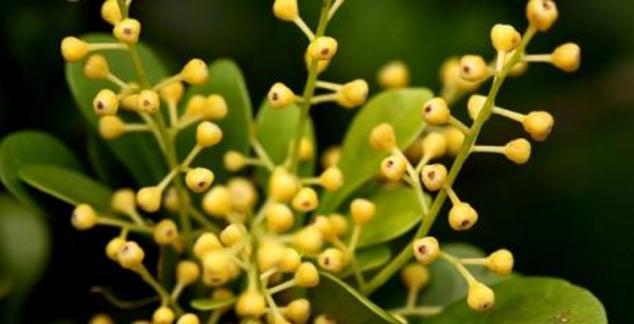 广东冬天适合养什么花（解读广东冬季花卉）