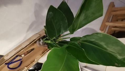 冬季浇水技巧,让望鹤兰茁壮成长(望鹤兰的浇水原则) 冬季浇水技巧,让望鹤兰茁壮成长(望鹤兰的浇水原则)