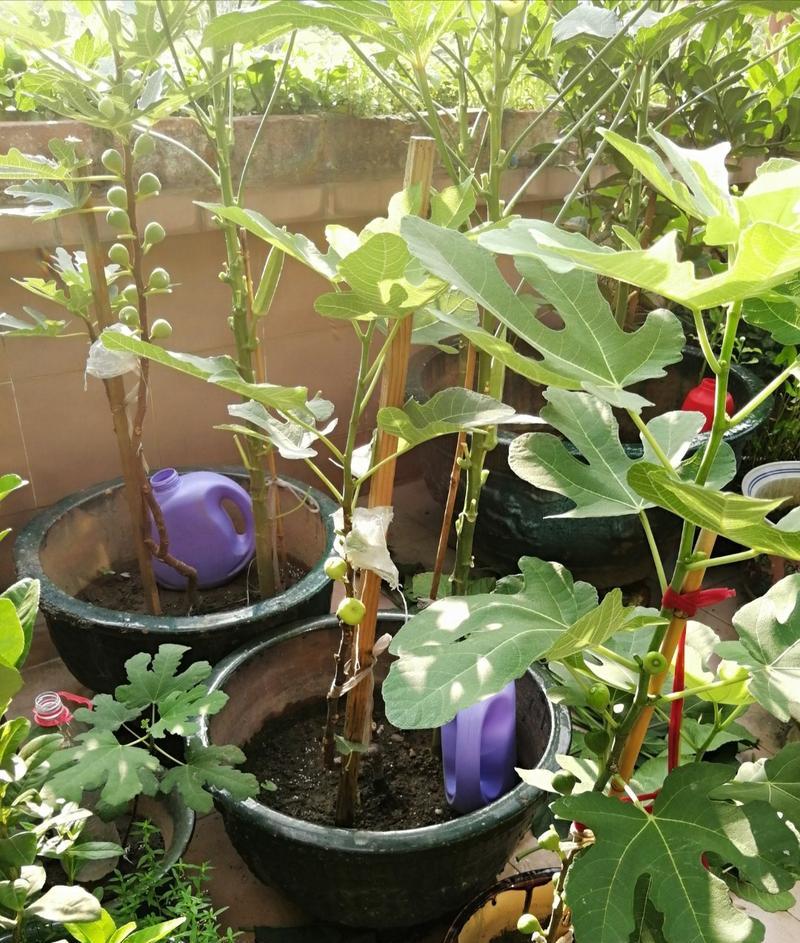 如何种植玫瑰种子（从选种到成活）