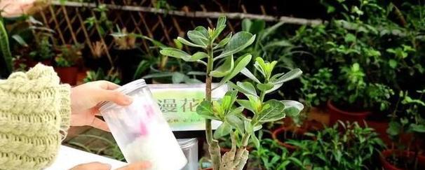 如何种植玫瑰种子（从选种到成活）
