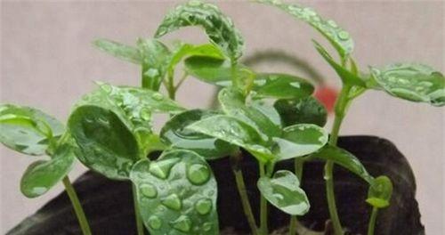 如何种植玫瑰种子（从选种到成活）