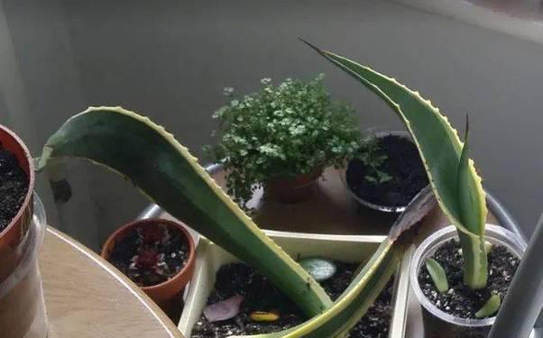 龙舌兰可以叶插吗？——探讨龙舌兰的繁殖方式