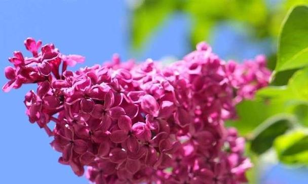 紫丁香的寓意与美学价值（蕴含祝福与纪念的花朵——紫丁香的含义和象征意义）