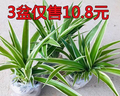 向日葵养殖全攻略（向日葵的种植方法）