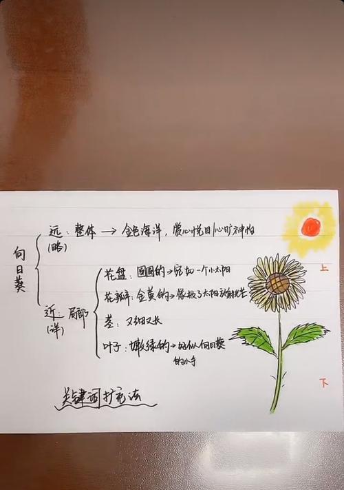 向日葵养殖全攻略（向日葵的种植方法）