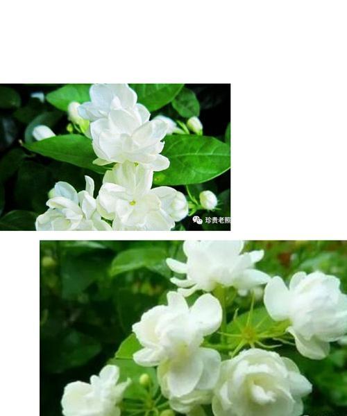 茉莉花的花语及寓意(探寻茉莉花在不同文化中的象征与意义) 茉莉花的花语及寓意(探寻茉莉花在不同文化中的象征与意义)