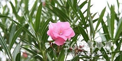 夹竹桃花语的含义与传说（探究夹竹桃花的神秘之美）