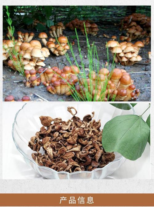 了解滑子菇的生长周期(从种植到收获) 了解滑子菇的生长周期(从种植到收获)