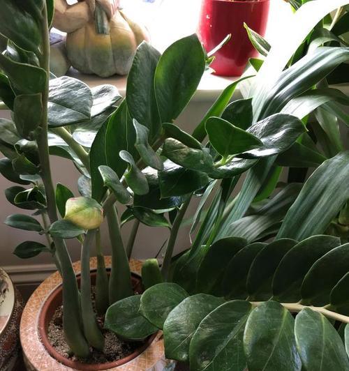 选择橡皮树盆栽的正确深度（探讨橡皮树盆栽深度与生长发展的关系）