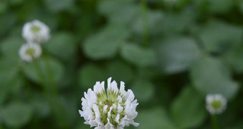 苜蓿花的花语与意义（探索苜蓿花的花语）