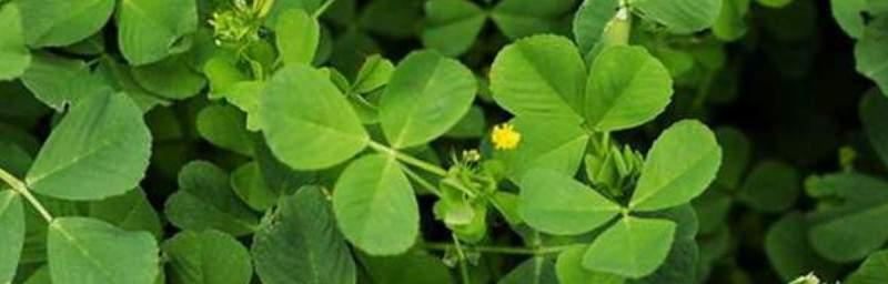 苜蓿花的花语与意义（探索苜蓿花的花语）