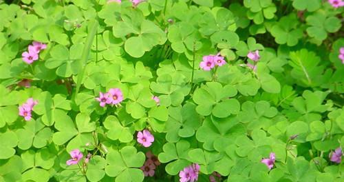 苜蓿花的花语与意义（探索苜蓿花的花语）