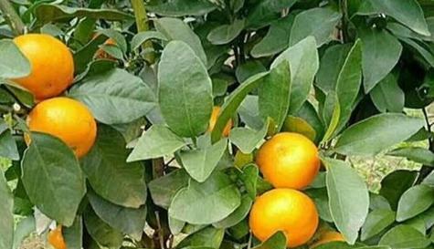 沃柑成熟时间及品质保障(探秘沃柑的成长过程和采摘技巧) 沃柑成熟时间及品质保障(探秘沃柑的成长过程和采摘技巧)
