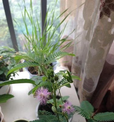 含羞草的开花季节及花期（探秘含羞草花期特点与观赏技巧）
