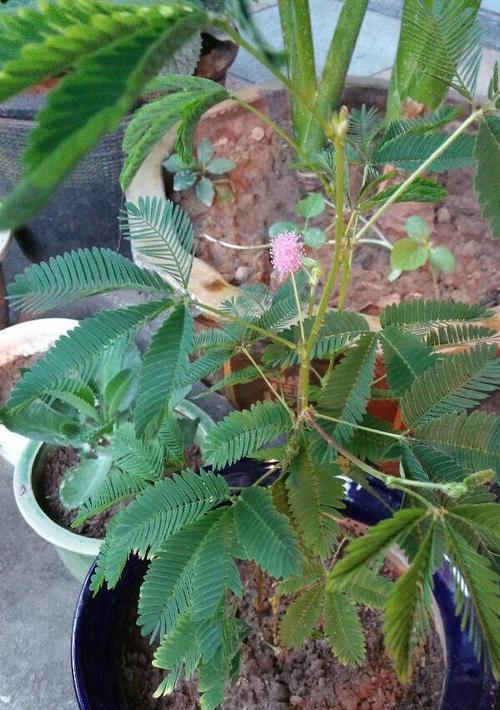 含羞草的开花季节及花期（探秘含羞草花期特点与观赏技巧）