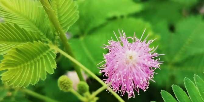 含羞草的开花季节及花期（探秘含羞草花期特点与观赏技巧）