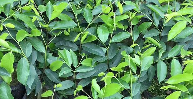 润楠是裸子植物吗(解析润楠的叶形、种子和繁殖方式) 润楠是裸子植物吗(解析润楠的叶形、种子和繁殖方式)