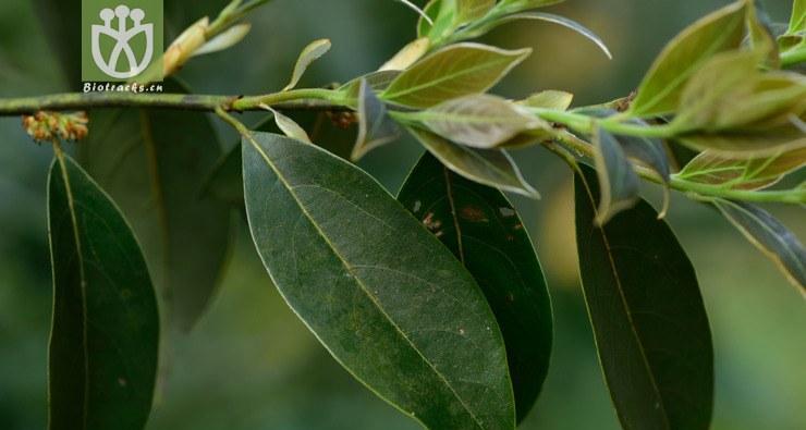 润楠是裸子植物吗(解析润楠的叶形、种子和繁殖方式) 润楠是裸子植物吗(解析润楠的叶形、种子和繁殖方式)