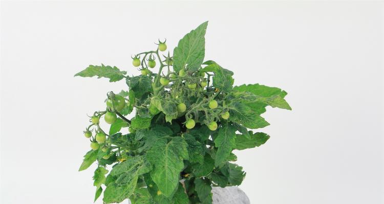 番茄的浇水方法与注意事项（番茄生长的关键——浇水技巧及时机）