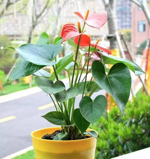 楼房适合种植的花卉种类大揭秘（探究楼房花卉种植的基本原则和注意事项）