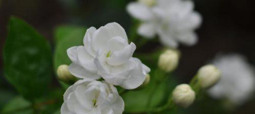 茉莉花的寓意与象征（香气四溢的花朵）