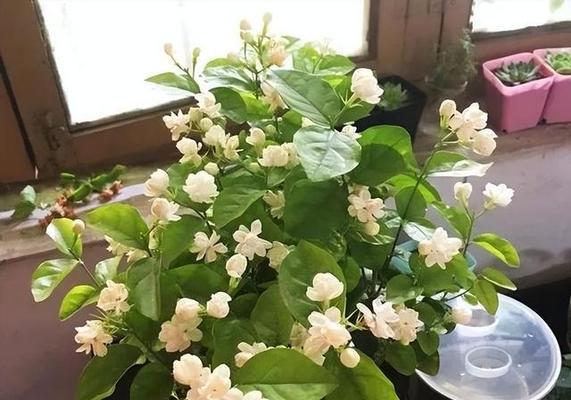 茉莉花的寓意与象征（香气四溢的花朵）