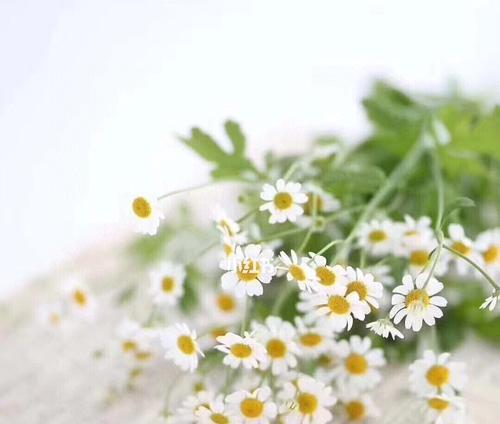 洋甘菊的花语（洋甘菊的花语及其象征意义）