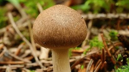 蘑菇冷冻保存的方法及注意事项（冷冻保存蘑菇）