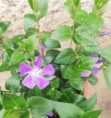 吊兰花（探寻吊兰花的花语和象征意义）
