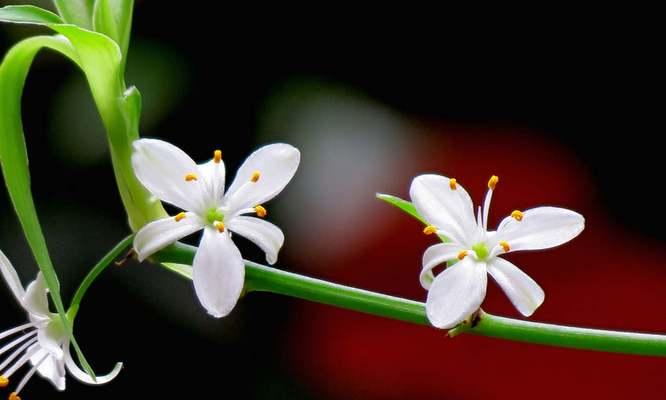 吊兰花（探寻吊兰花的花语和象征意义）