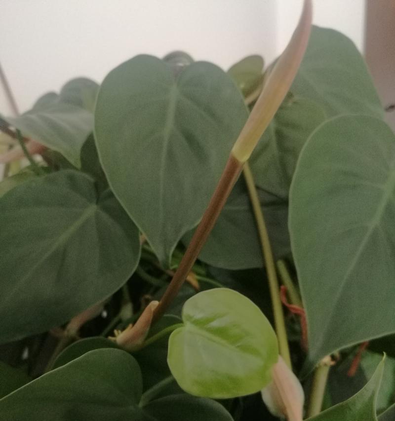 万年青开花预示吉祥如意（揭秘万年青开花的吉祥象征与寓意）
